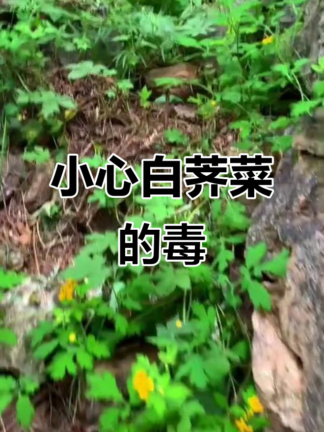白荠菜:镇痛解毒,但误食可能致命