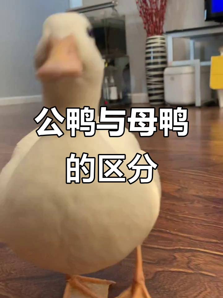 如何分辨公鸭和母鸭?掌握这些技巧轻松辨别