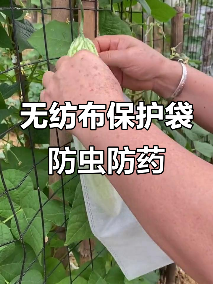 蔬菜瓜果防虫又防农药,无纺布套袋轻松搞定