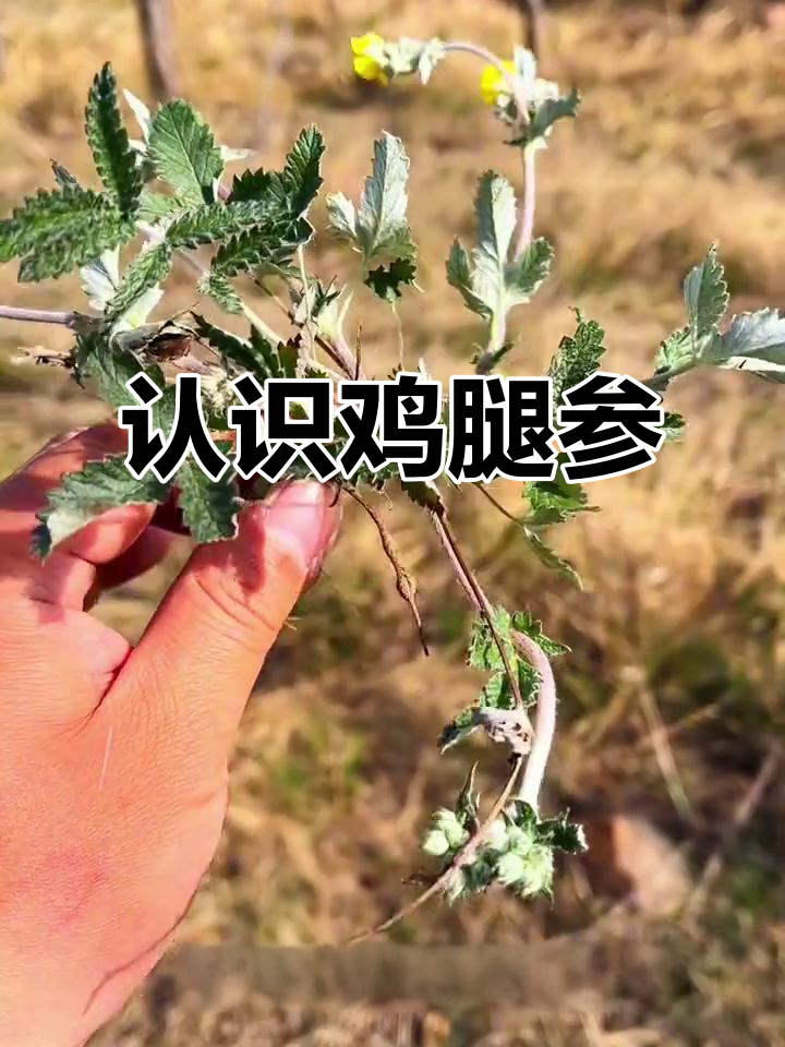 翻白草:鸡腿参的秘密,你了解吗?