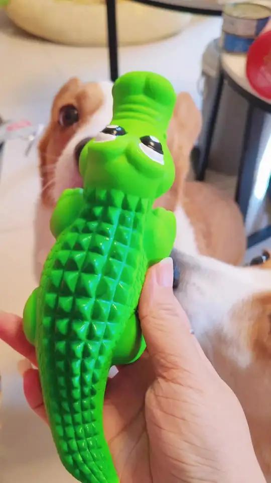 大狗小狗都有合适尺寸的发声鳄鱼玩具来啦,给他安排一只哪来的时 间拆家啊~