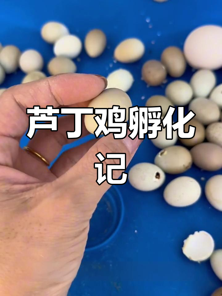 小鸡出壳,呆萌可爱!每天照顾它们成长