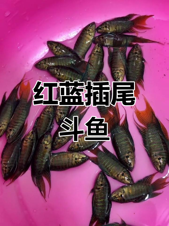 南方常见斗鱼,红蓝插尾普叉的美丽与变迁