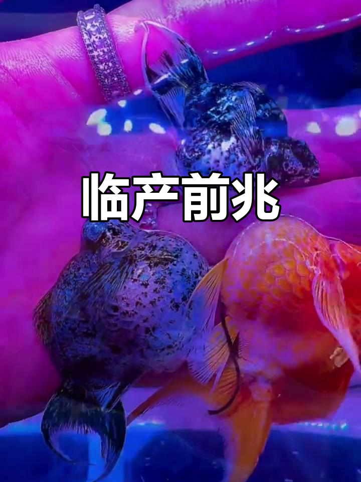 玛丽球鱼临产时，腹部膨胀、行动迟缓，需隔离并保持水温稳定