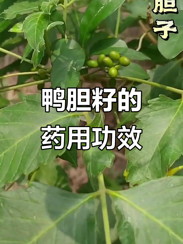 鸭胆籽:苦木科草本植物的独特药用价值