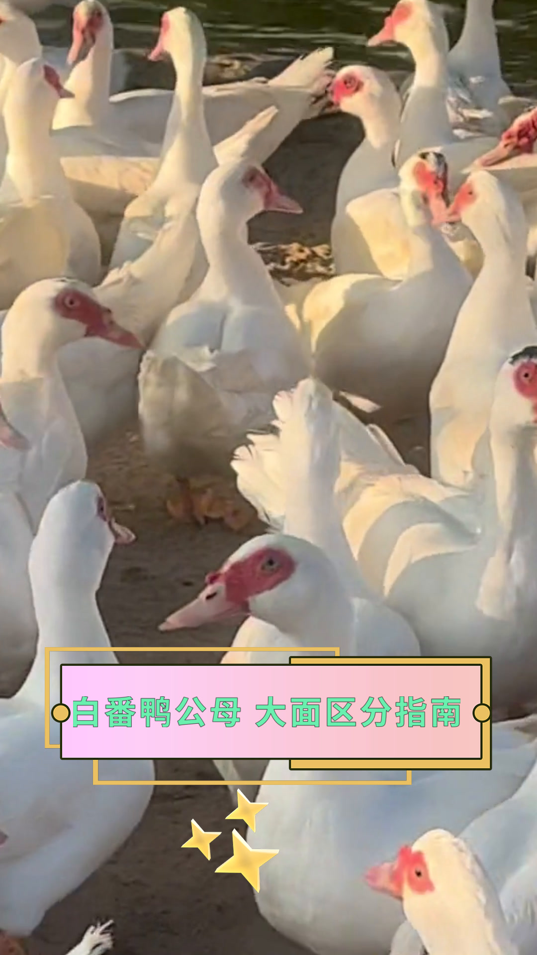 白番鸭公母 大面区分指南