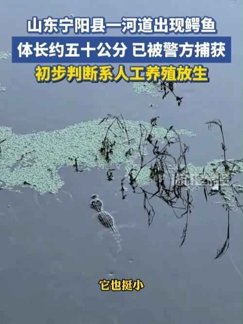 山东宁阳县一河道出现鳄鱼,体长约五十公分,已被警方捕获
