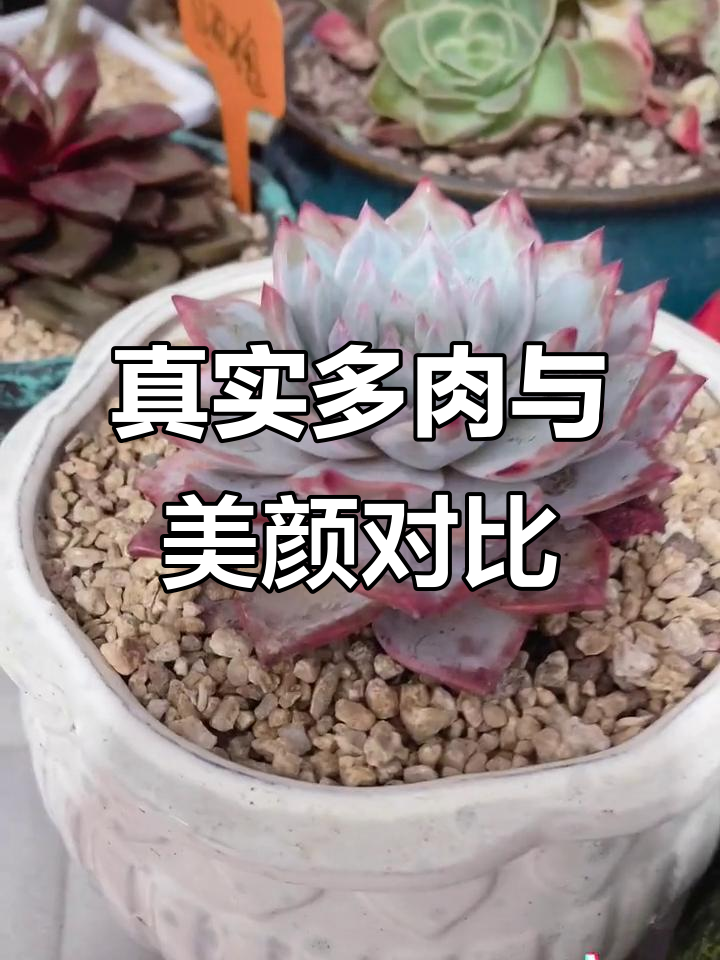 多肉植物的真实面目,美颜前后对比大揭秘