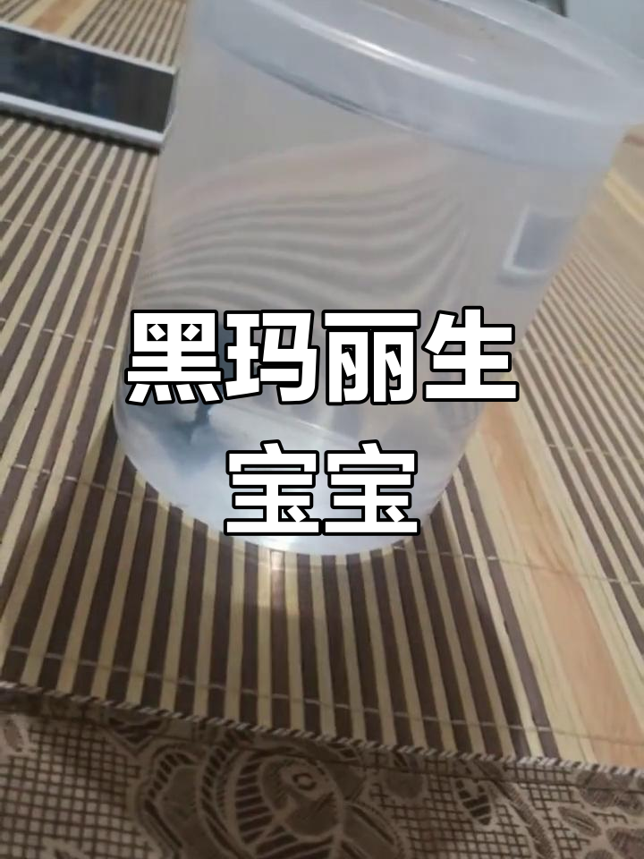 黑玛丽鱼宝宝诞生,成长过程揭秘