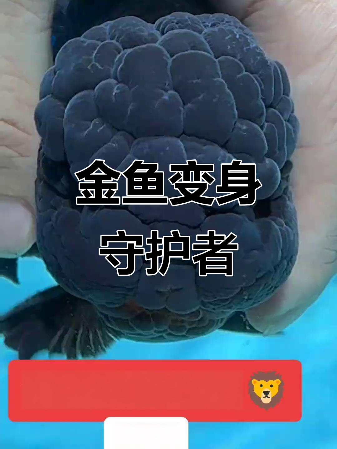 狮子头金鱼,陌生人来就狂叫,既凶猛又萌!