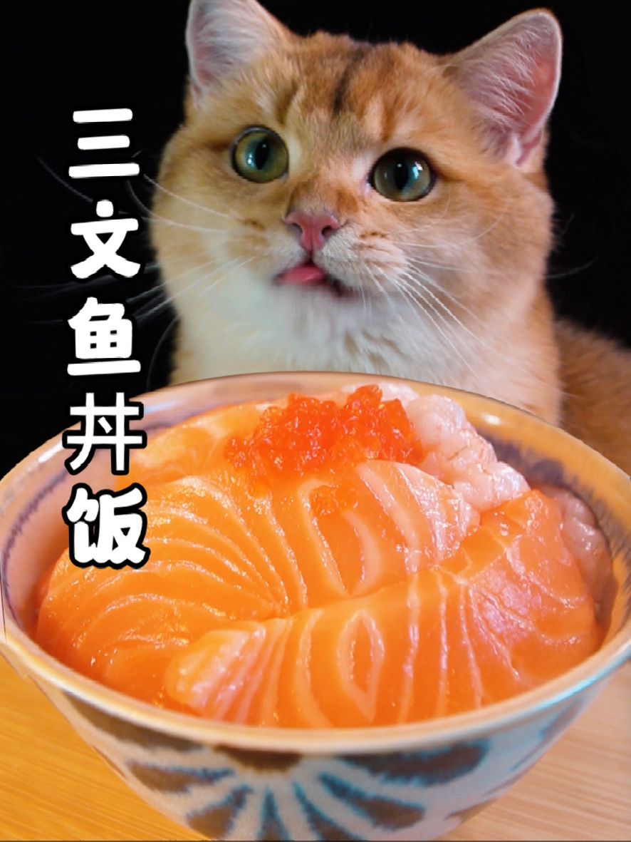 米其林猫饭|三文鱼丼饭