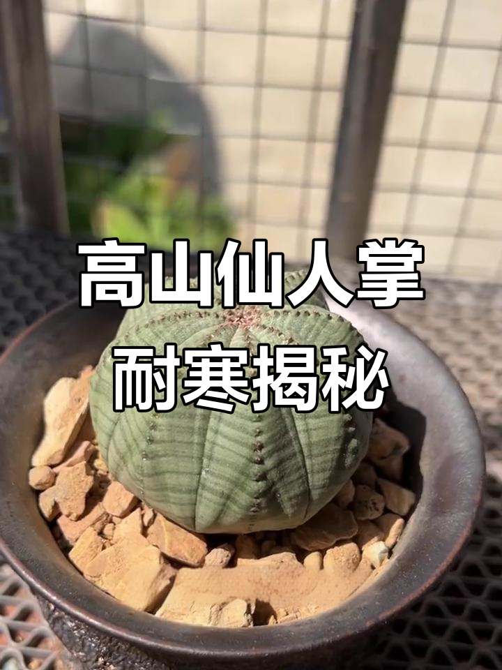 仙人掌科植物能耐寒吗?这些高山品种竟然能抗零下三十度低温