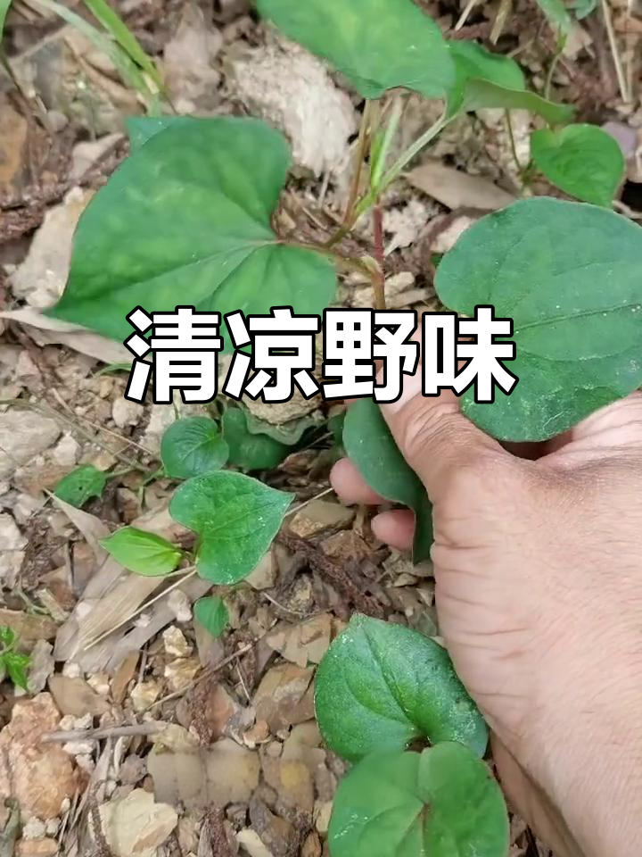 野生鱼腥草,凉拌美味又清热,入肺经,草药中的小清新