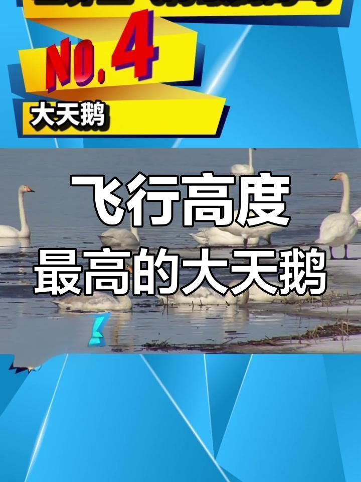 大天鹅:飞得最高的鸟类之一