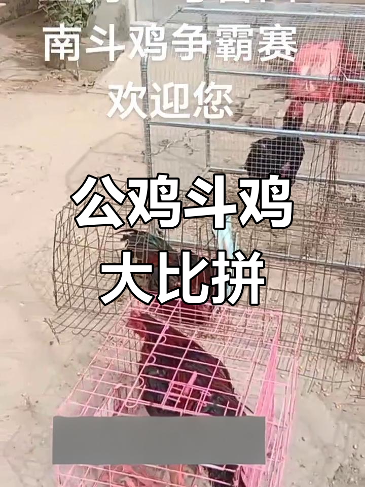 鲁西南斗鸡大赛:公鸡争霸,激烈对决一触即发