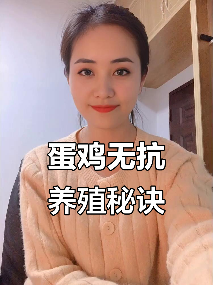 蛋鸡养殖小技巧:如何保养输卵管,提高产蛋率