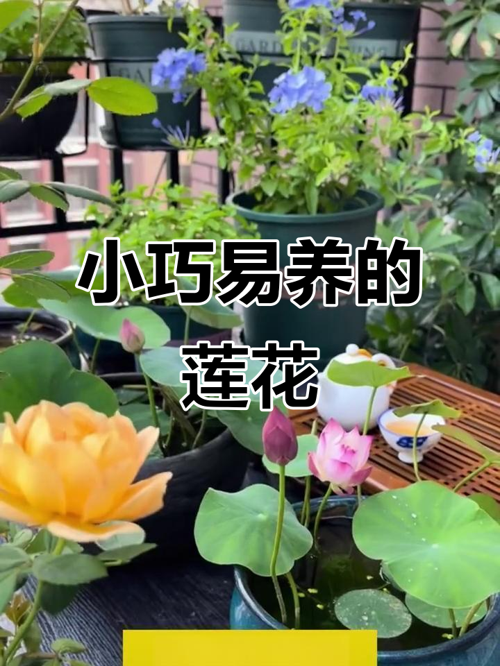 圣母碗莲:小茶杯就能养,开花惊艳又简单