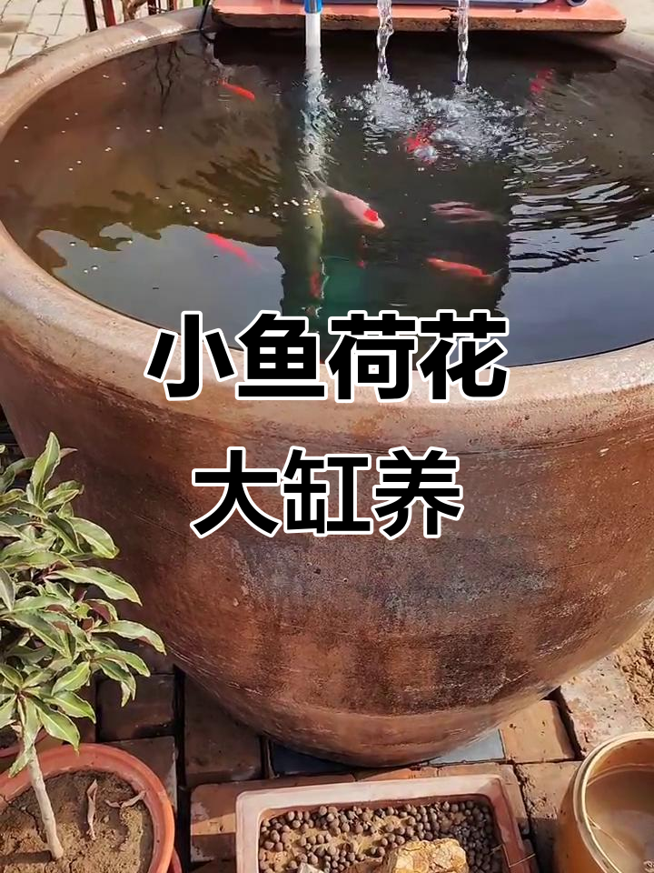 泰斯娃娃脸小鱼与荷花的和谐共处，呆萌可爱日常