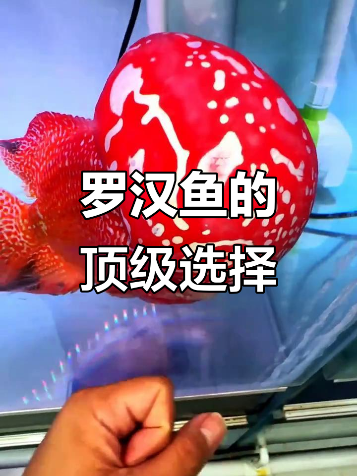 罗汉鱼中的“劳斯莱斯”:金花火凤凰,头顶数字八带来好运