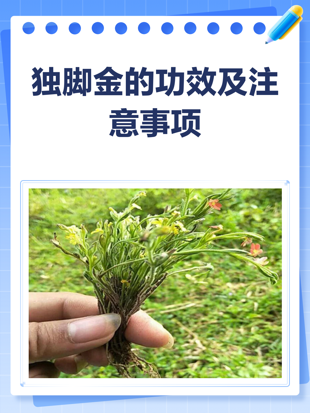 独脚金:清热消积、健脾消食的中药材