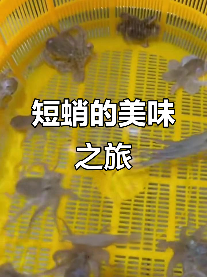 短蛸章鱼,肉质鲜美,可做美味佳肴