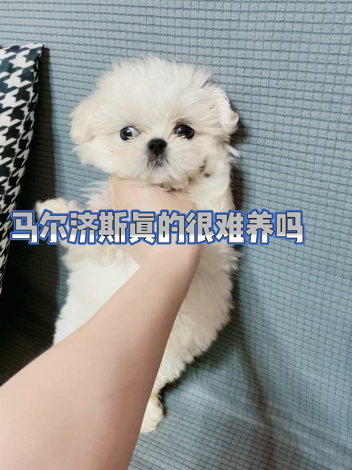 马尔济斯真的很难养吗