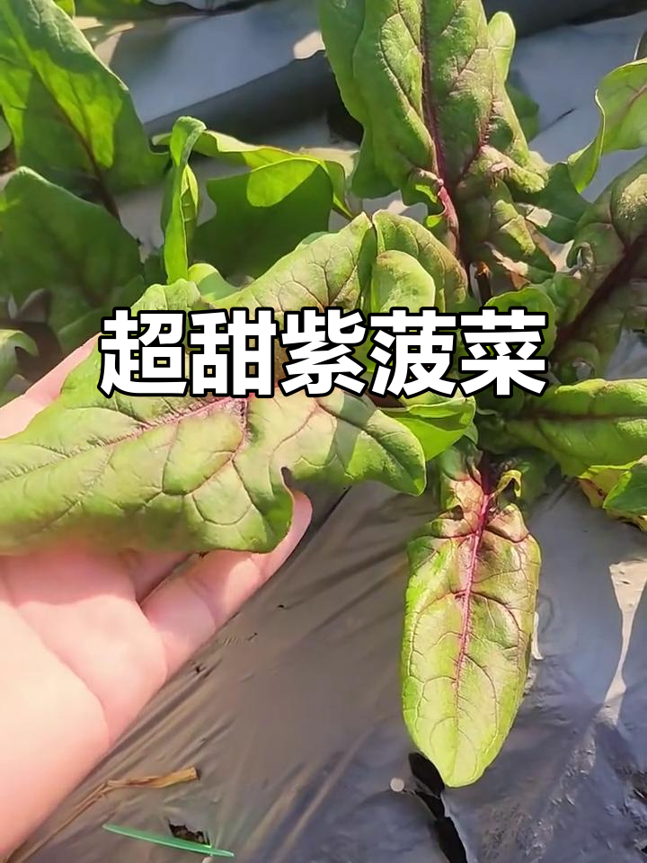 紫菠菜:甜美又富含花青素,口感超赞
