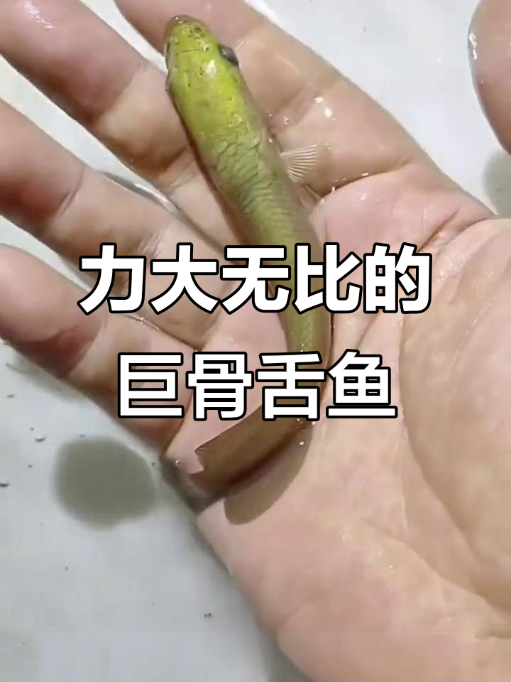 巨骨舌鱼力大无穷,尾巴一甩能击倒成人,头部撞击堪比重拳