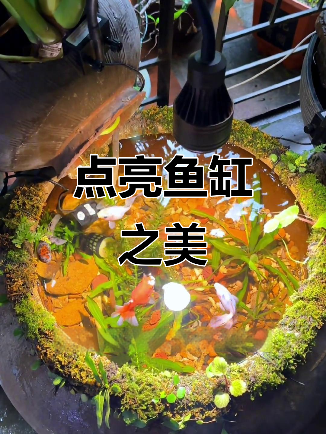 鱼缸造景的点睛之笔，一盏灯让整个空间瞬间生动起来！