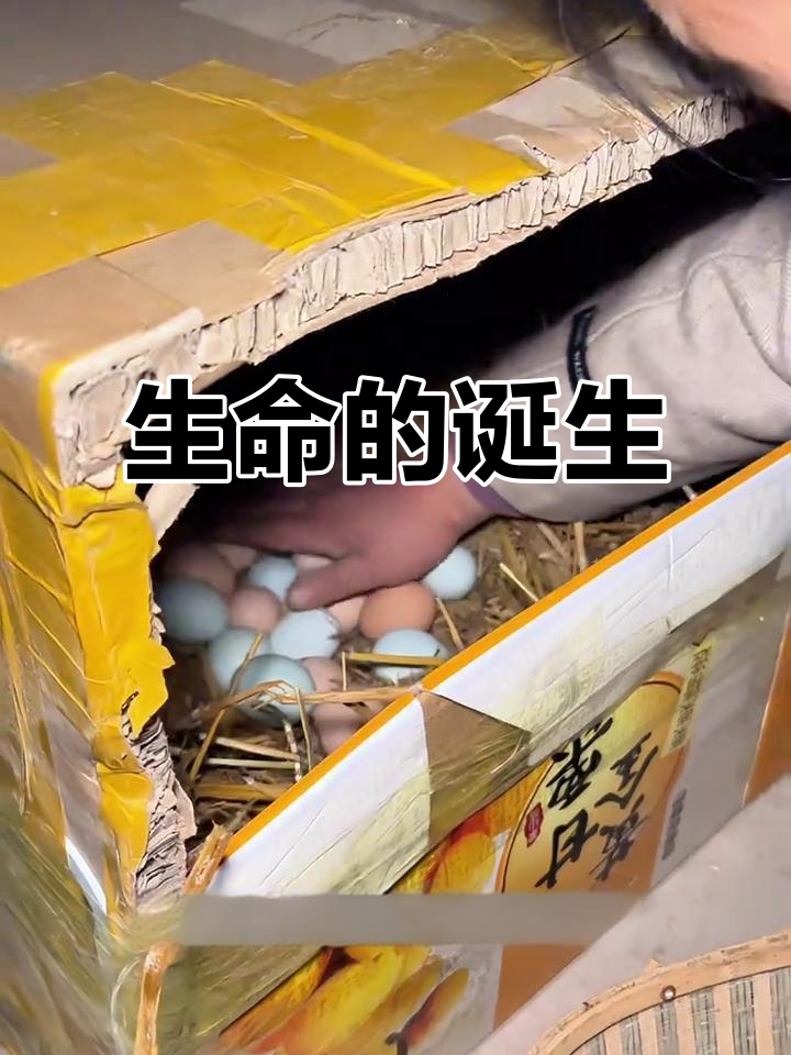 让老母鸡孵化小鸡,感受生命萌发的喜悦与乐趣