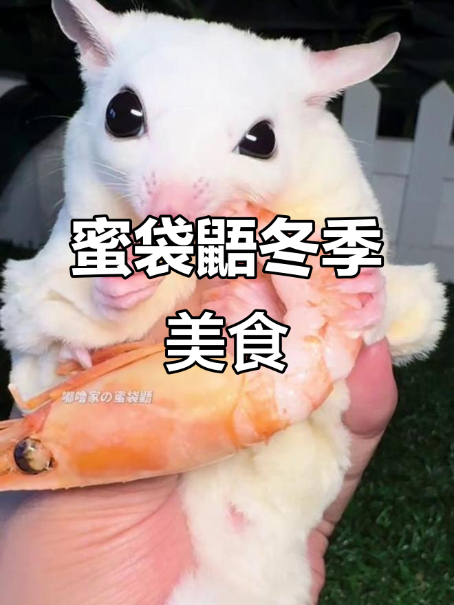 京城曼姨寄来的头籽冰虾,蜜袋鼯吃了一冬天终于出镜