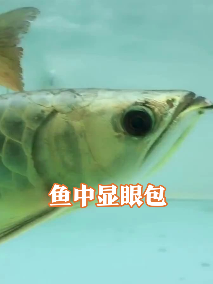 鱼缸显眼包上线!金龙鱼比美现场,鳞片亮过手机屏