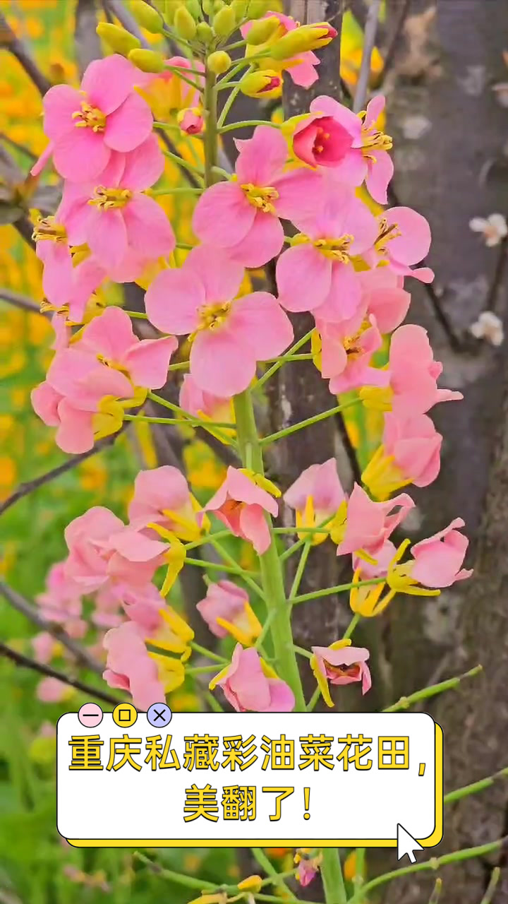 重庆私藏彩油菜花田,美翻了!