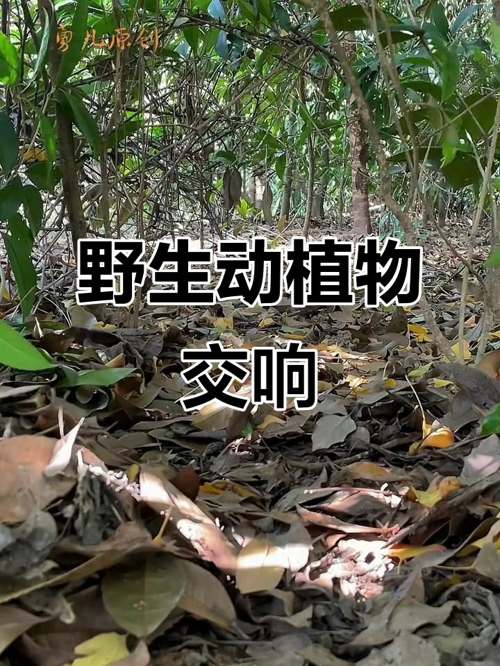 野生动物呼唤,竹鸡群鸣,公鸟威猛对峙