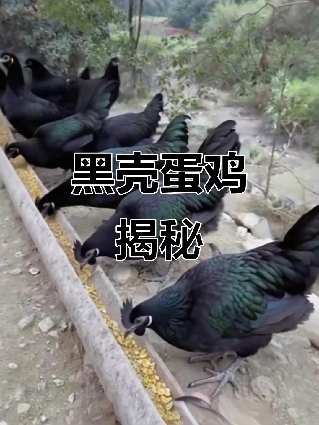 看看这只黑壳蛋鸡,纯正乌骨鸡的独特魅力