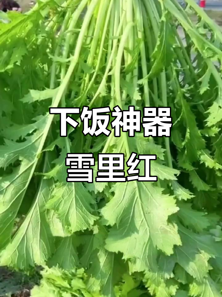 雪里红酸菜,吃上一口停不下来!