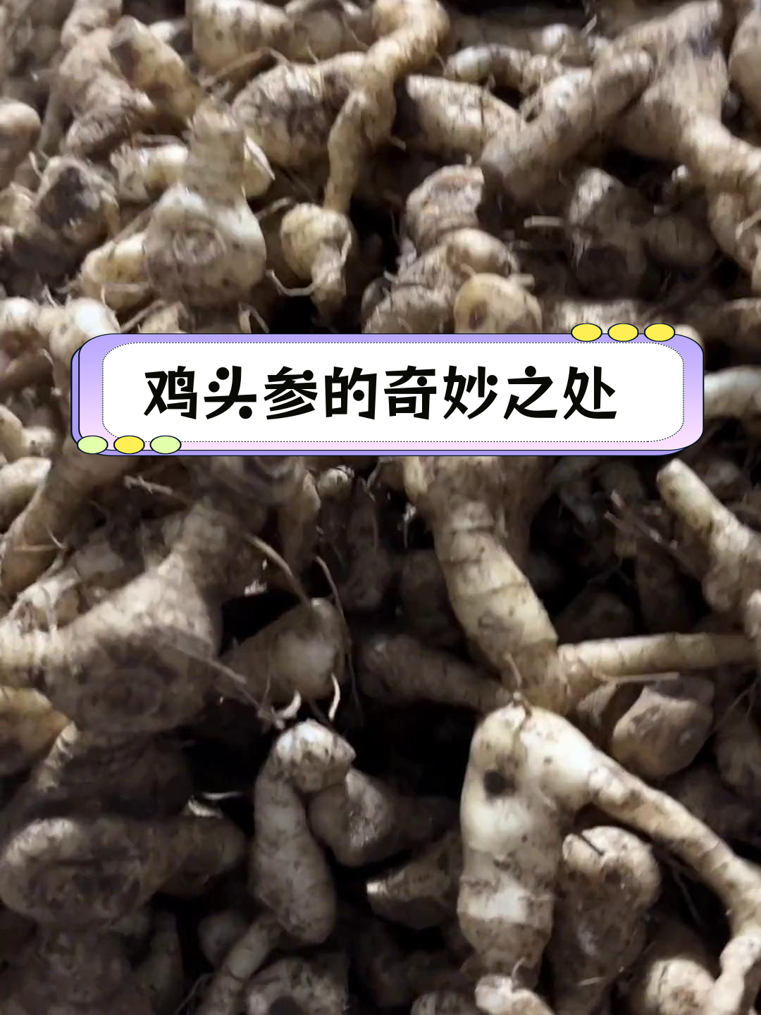 鸡头黄精,深山中的神奇植物