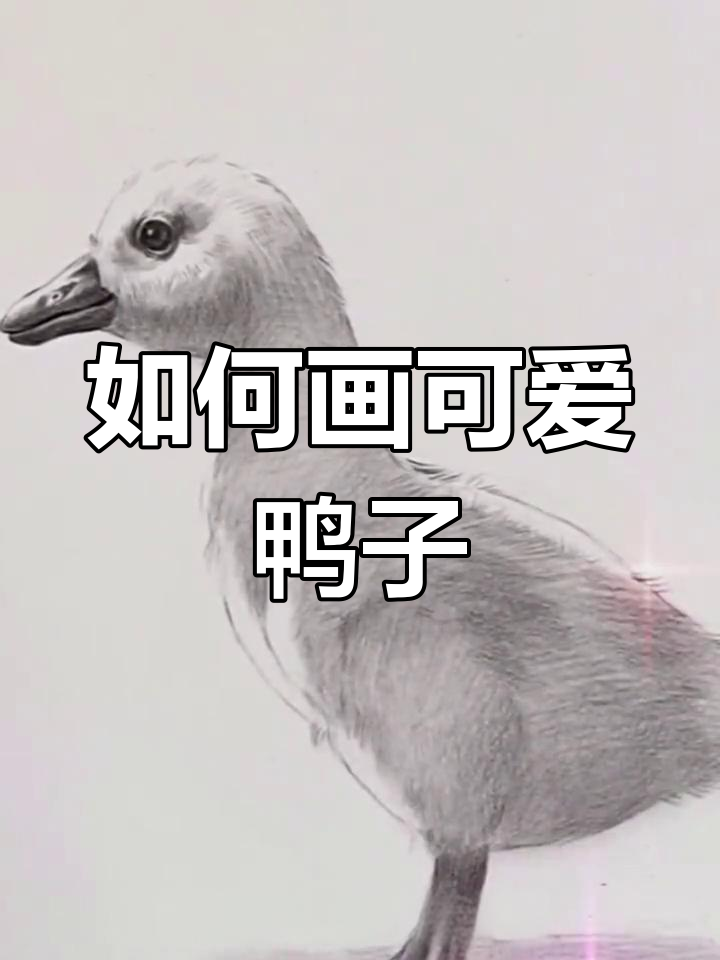 素描小鸭绘制技巧