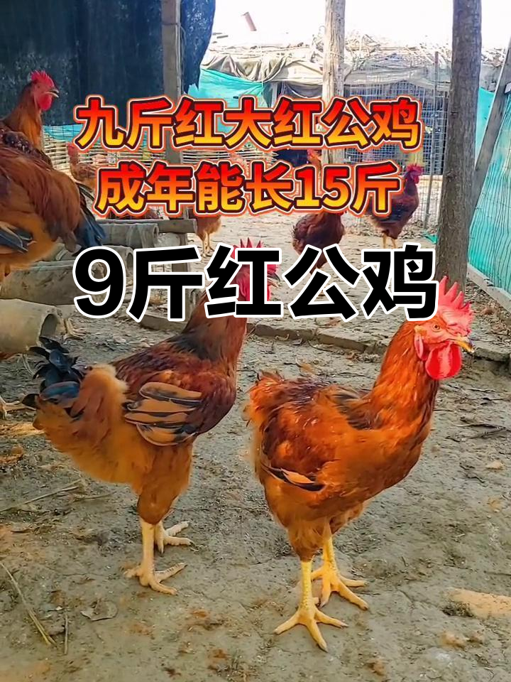 红玉380大红公鸡,适合各地饲养