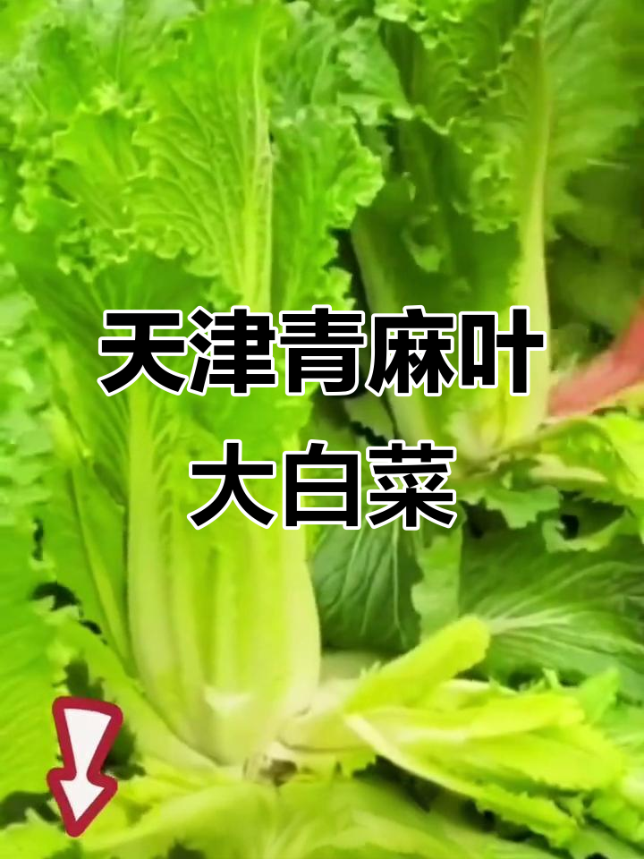 广东叫天津青,火锅必备!这种大白菜嫩脆好吃
