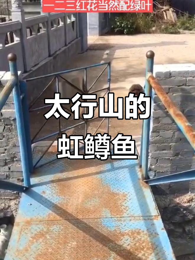 来太行山必吃虹鳟鱼,冷水清蒸美味无比