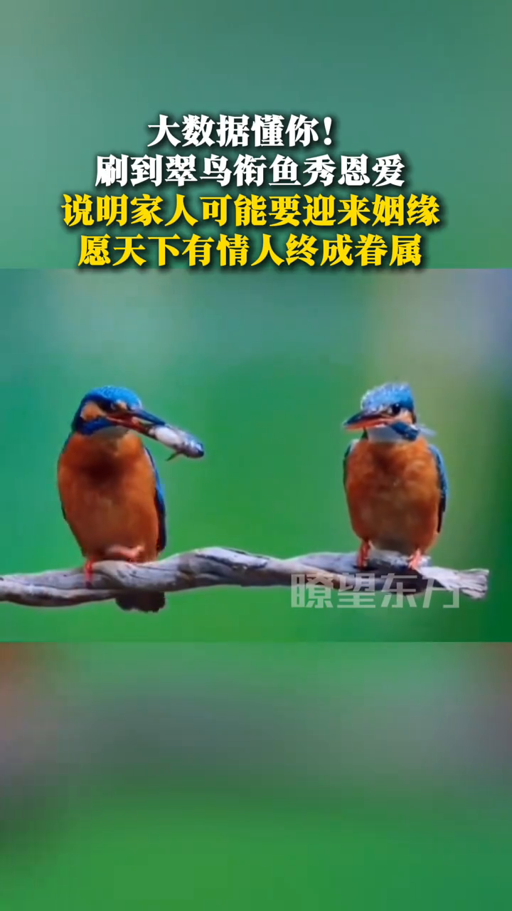 大数据懂你！刷到翠鸟衔鱼秀恩爱，说明家人可能要迎来姻缘