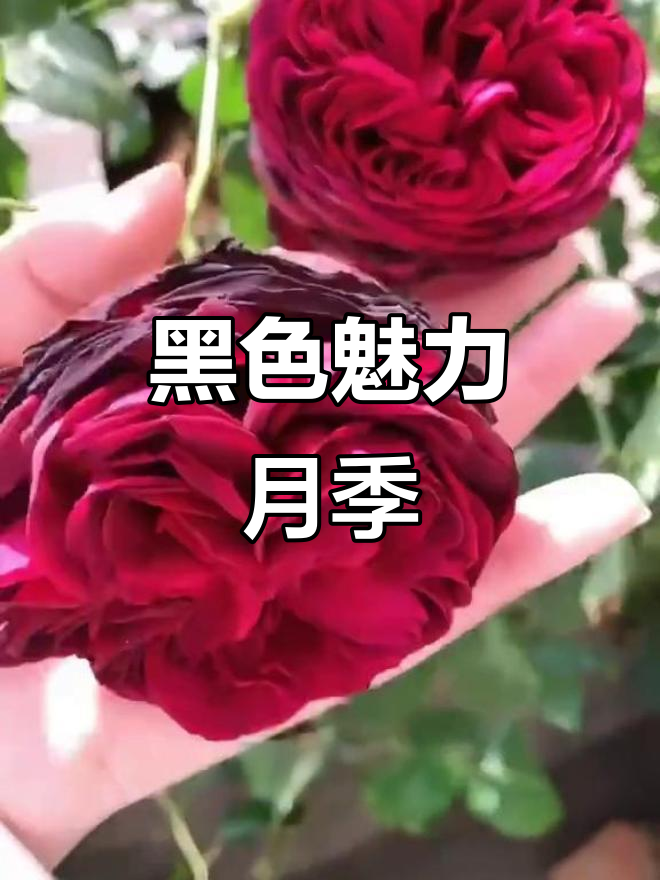 1997年培育的黑红色月季,香气扑鼻但抗病性稍弱