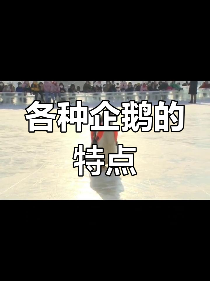 企鹅的种类与叫声揭秘