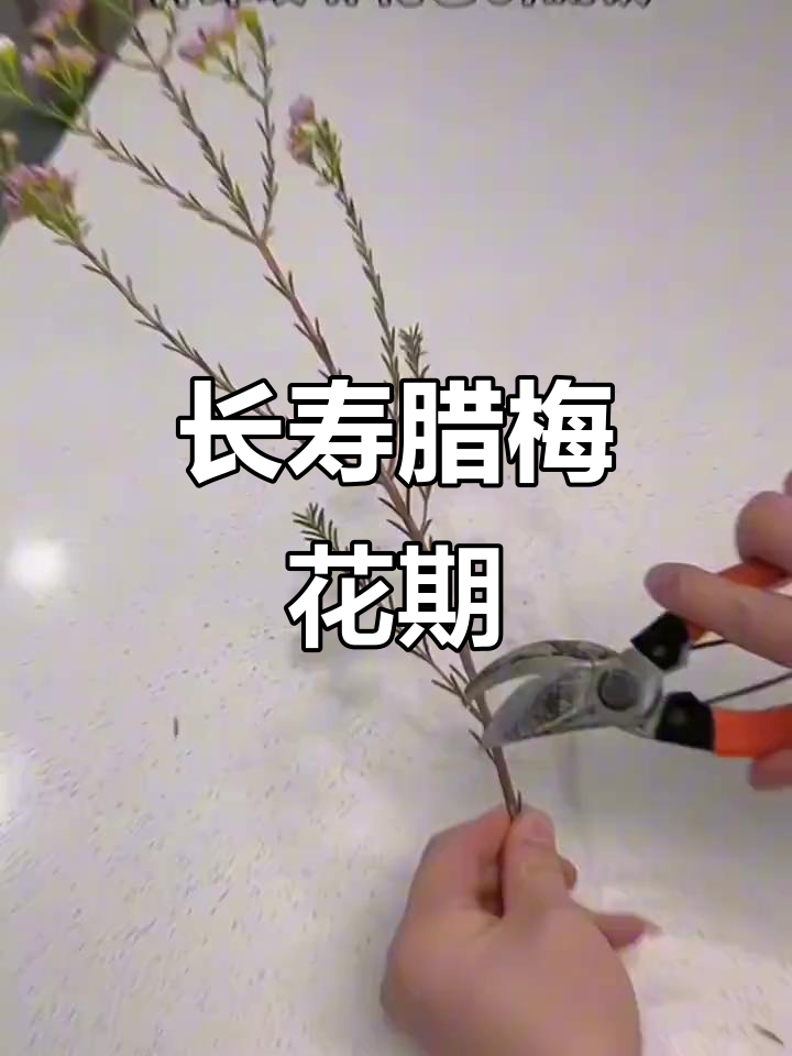 冬季腊梅盛开,花期长又好养!送给自己一束吧