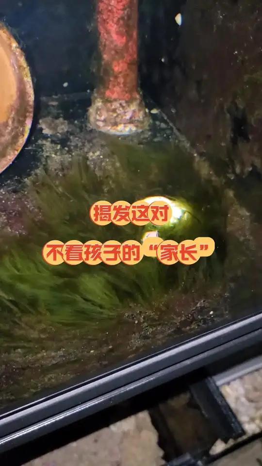 小丑鱼 揭发这对不负责任的“家长” 海水鱼珊瑚 海缸日记 小丑鱼繁殖 海缸 海水鱼