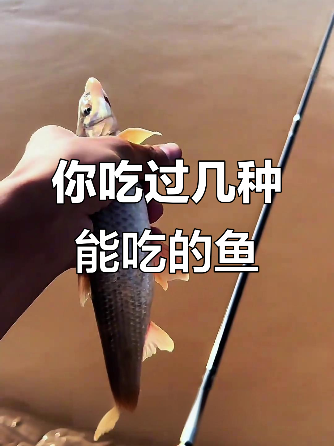 10种常见鱼，哪些能吃？了解这些鱼的口感与保护级别