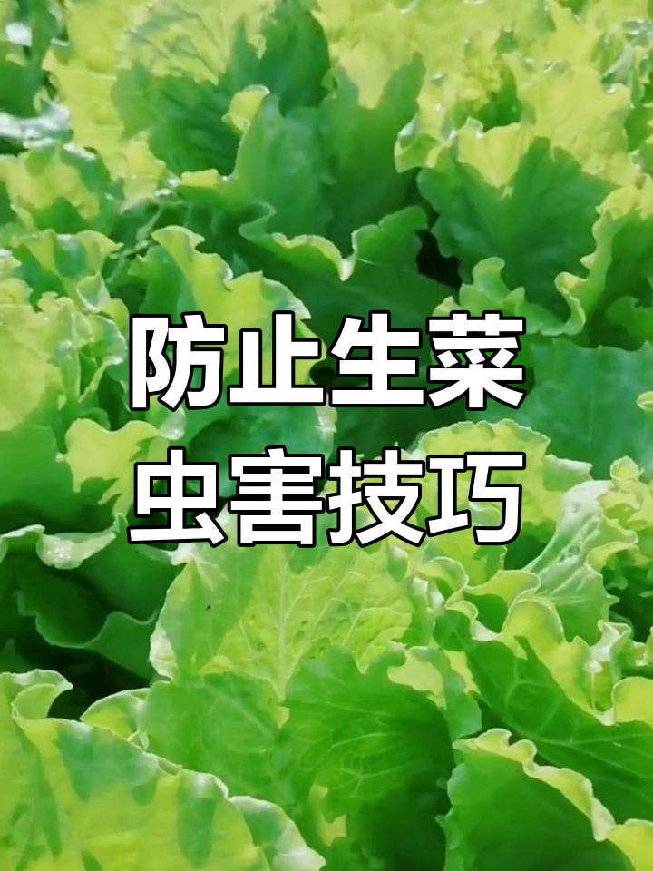 生菜油麦菜的虫害防治与常见病害应对