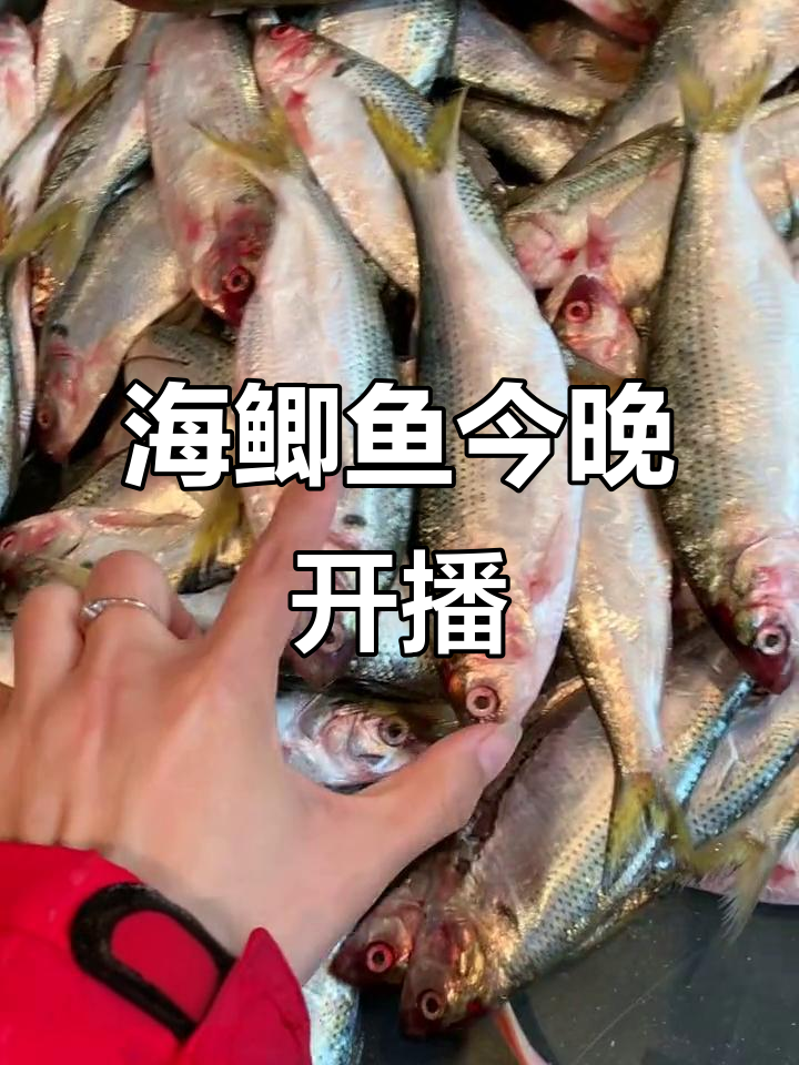 昨晚的海鲫鱼煎得超嫩,今天又捕捞了100斤,直播开胃菜
