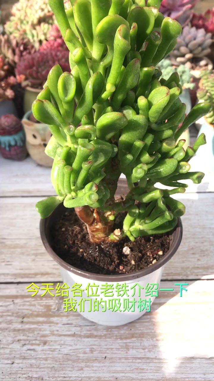吸财树的养殖技巧,快看看你是这样吗?